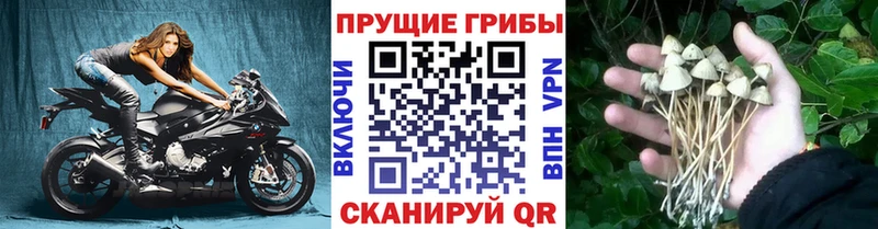 Псилоцибиновые грибы MAGIC MUSHROOMS Подпорожье